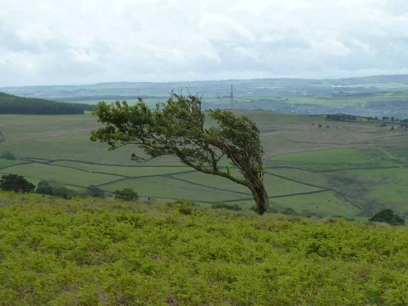 Hawthorn